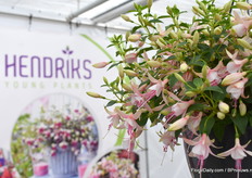 Hendriks YoungplantsDe Bella Fuchsia Sophia van Hendrik Youngplants.